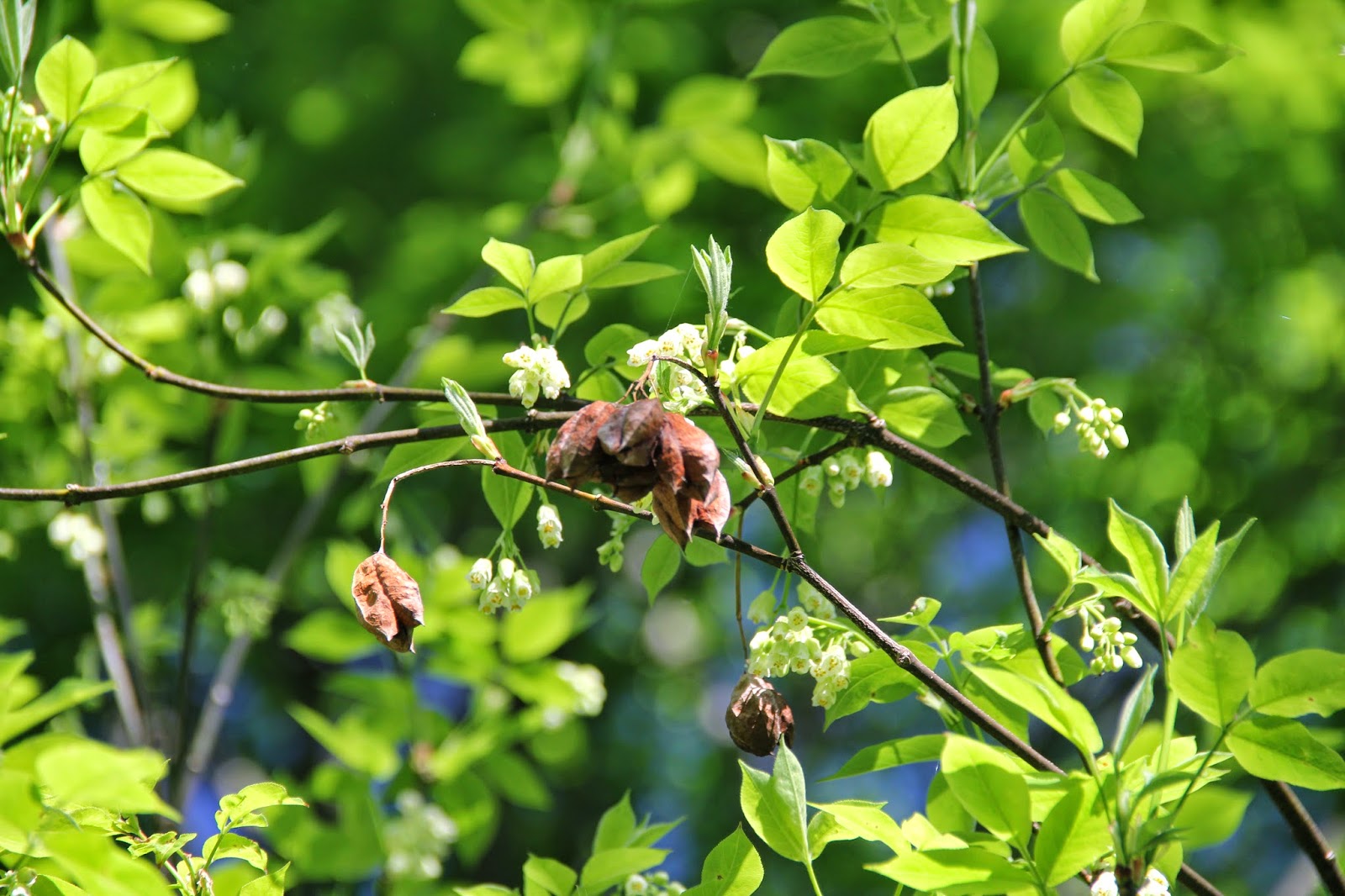 Isabella Conservation District Environmental Education Program ...
