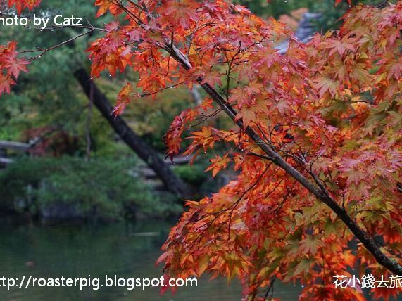 2014年10月京都永觀堂紅葉速報