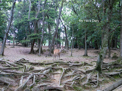 A deer in Nara Park, Japan