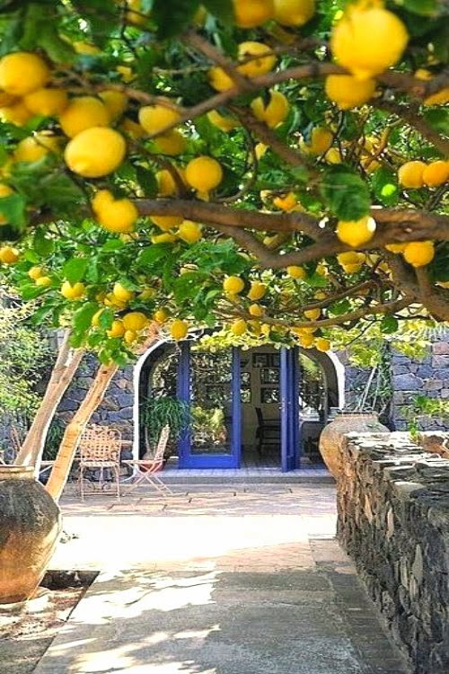 Ideas About How to Grow a Lemon Tree, Care and Tips Everything About