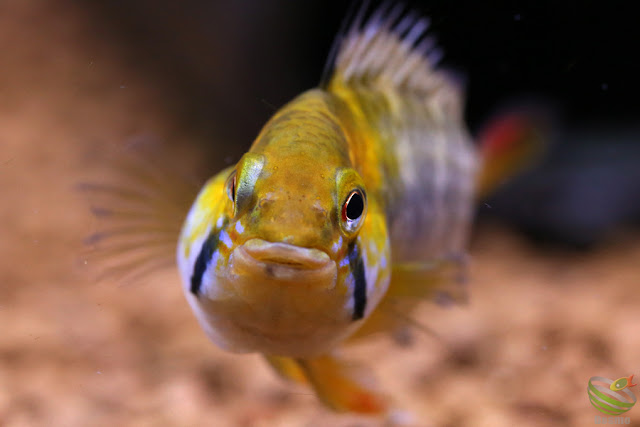 Apistogramma cf. hoignei(sp.Tame)