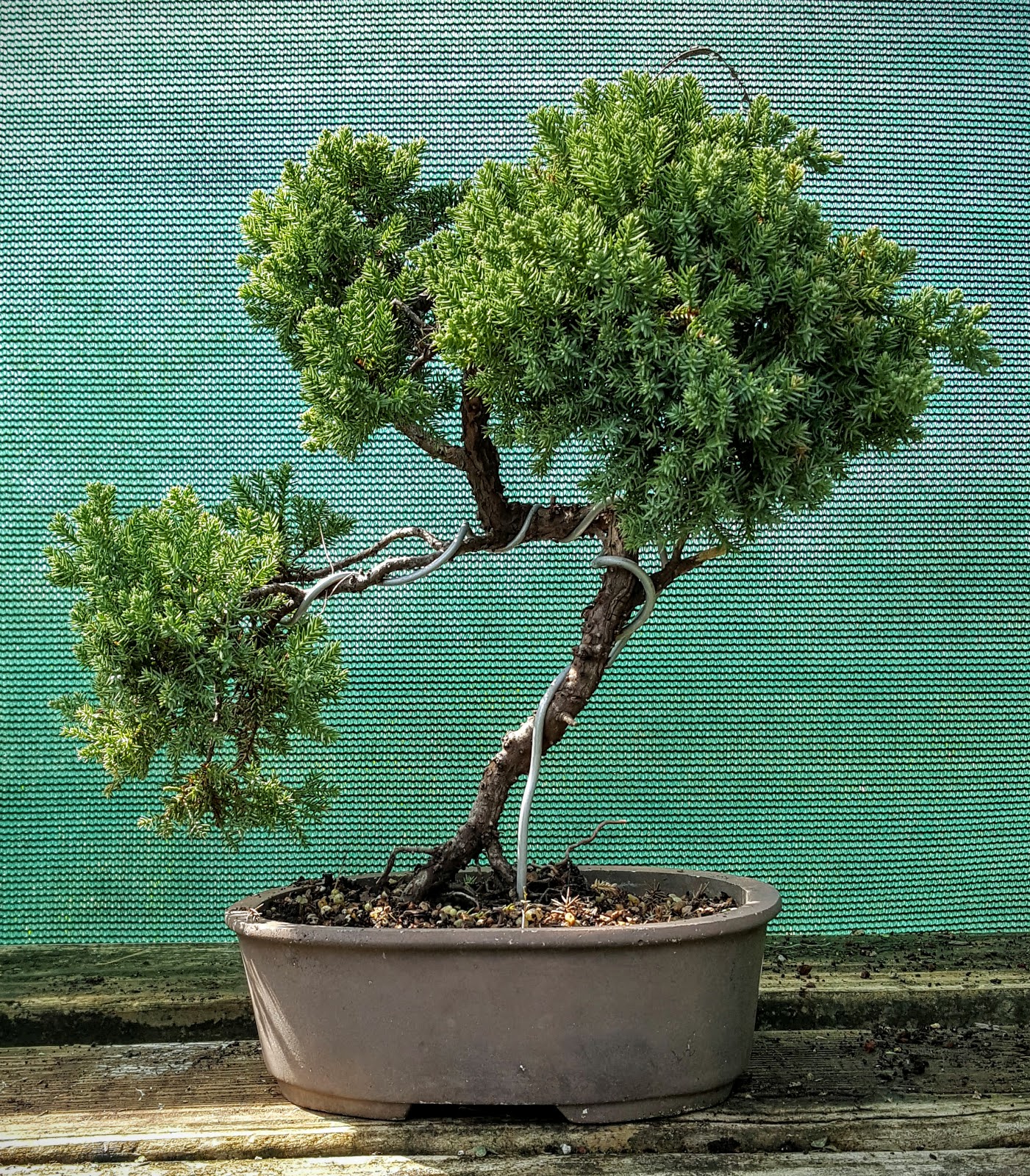 Bonsai Beginnings Juniperus procumbens nana