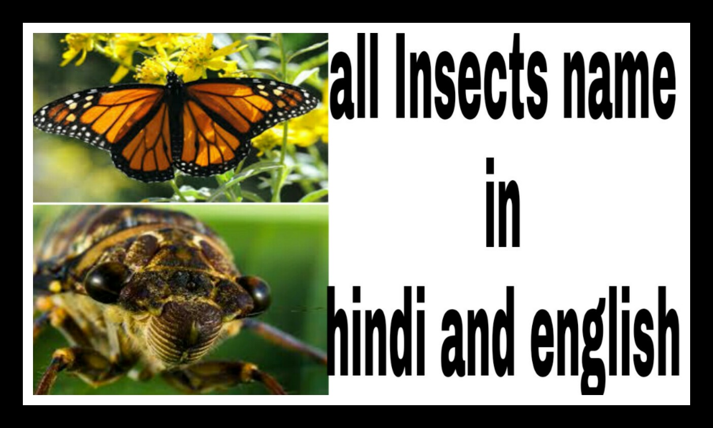 All Insects Name In Hindi And English