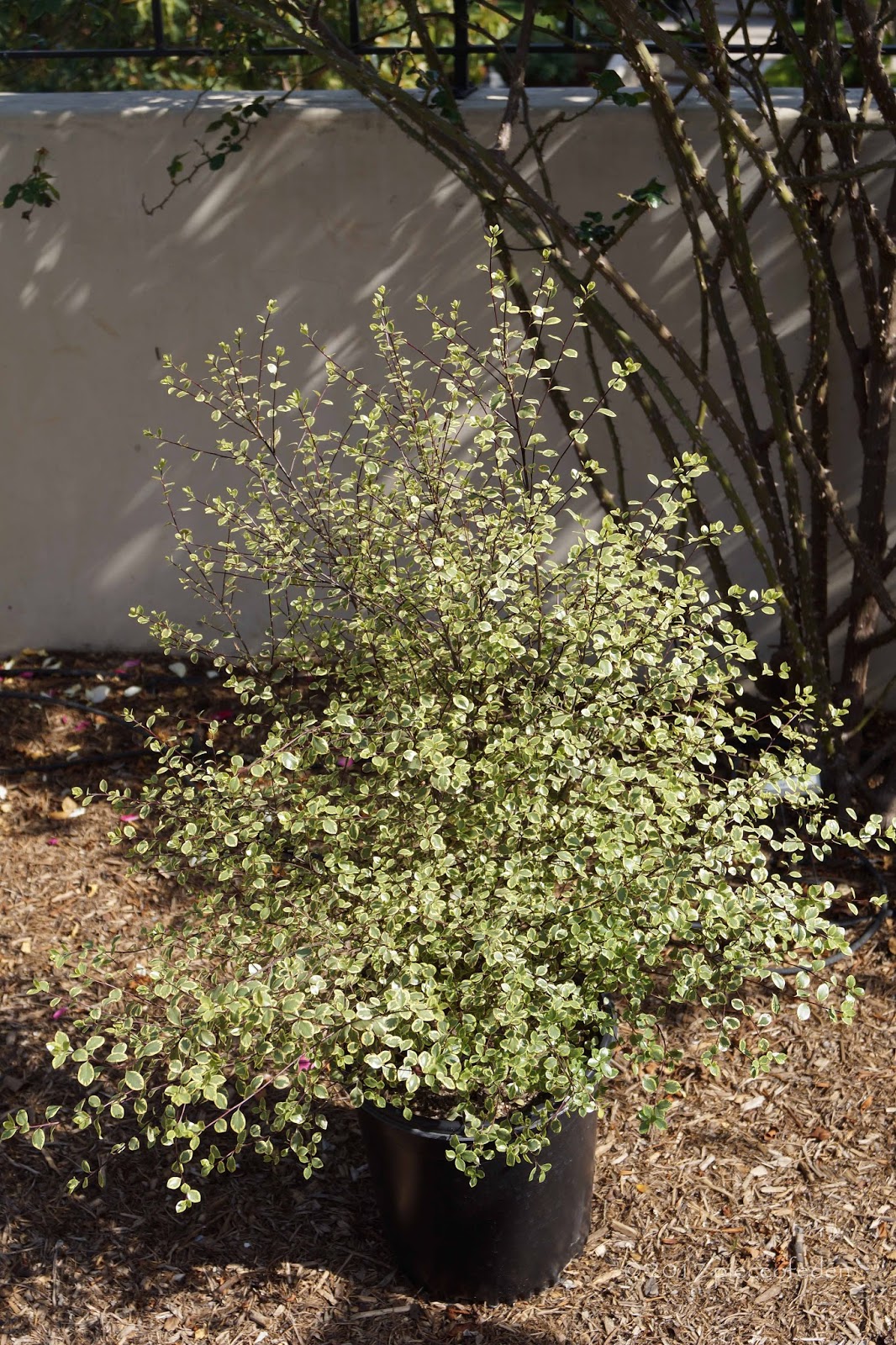 Growth Habits And Progress Of Six Pittosporum Tenuifolium Selections