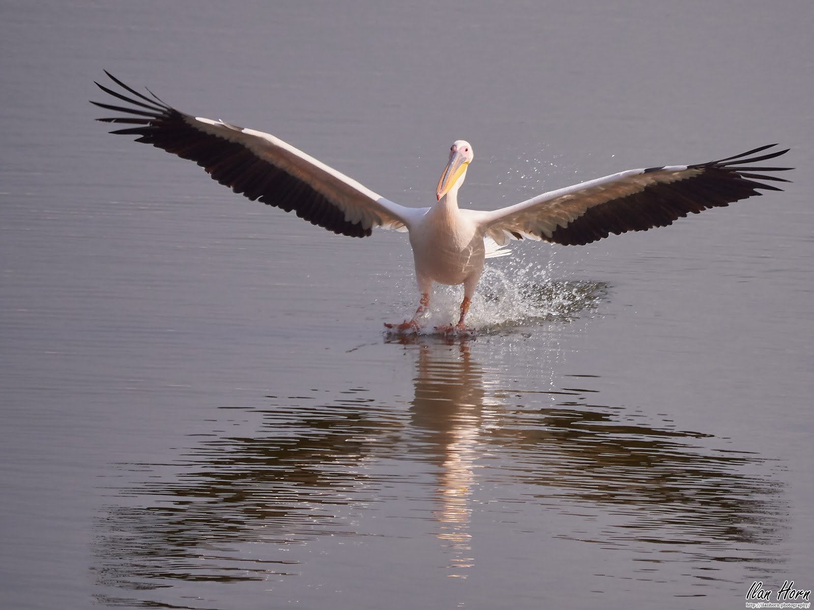 Pelican Landing