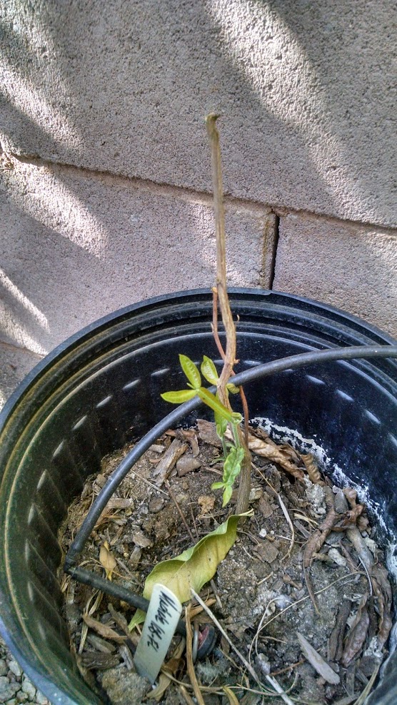 Desert Valley Orchard Machete Ice Cream Bean