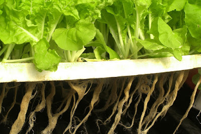 Hydroponic Gardening