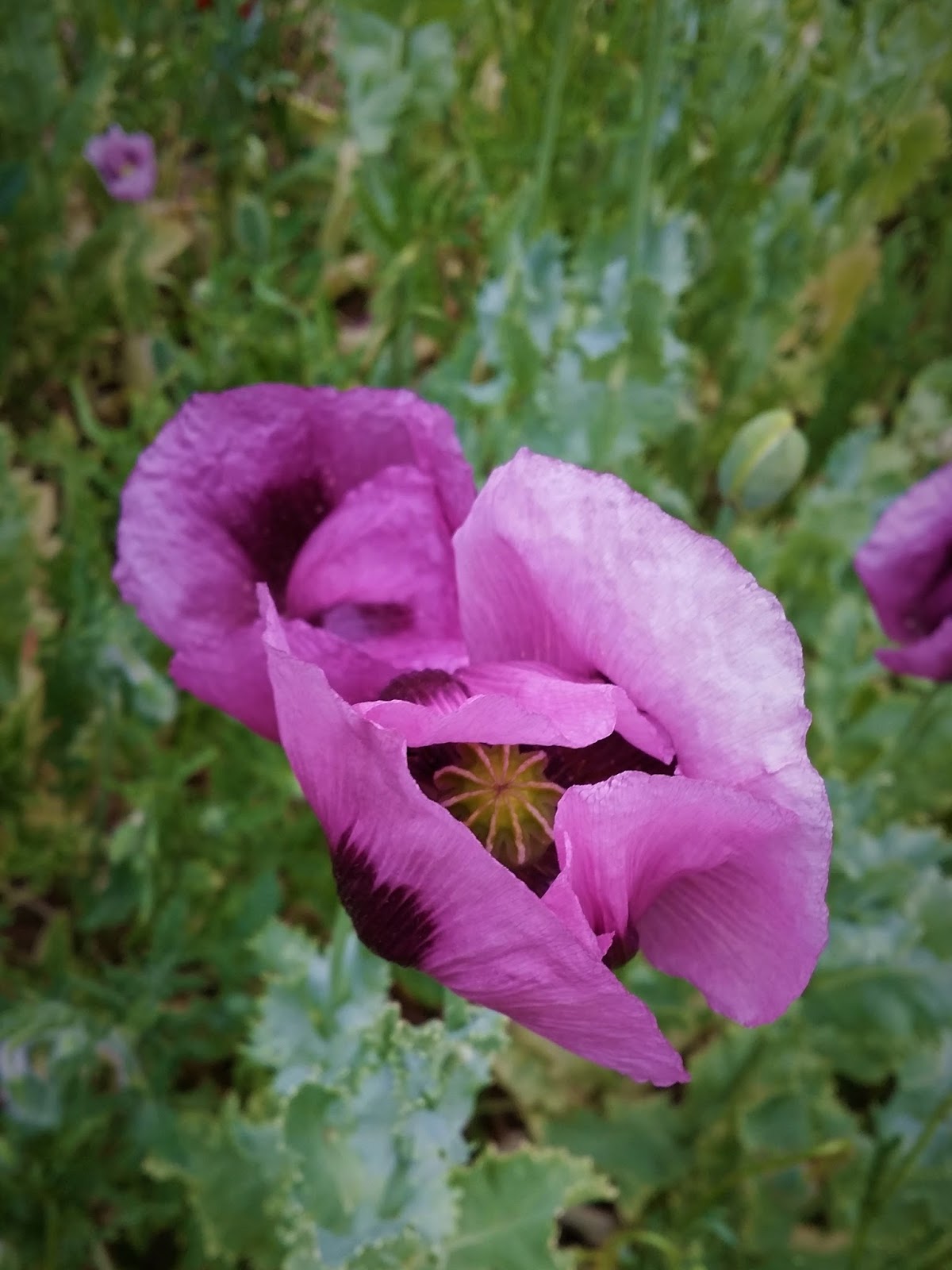 CÁCORkA: Fialový mák