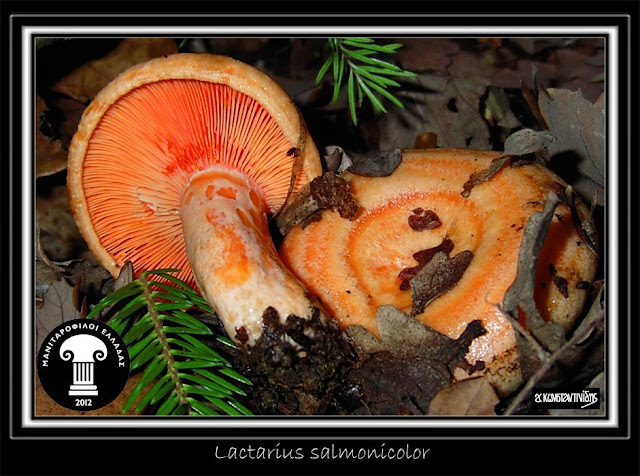 Lactarius salmonicolor R. Heim & Leclair