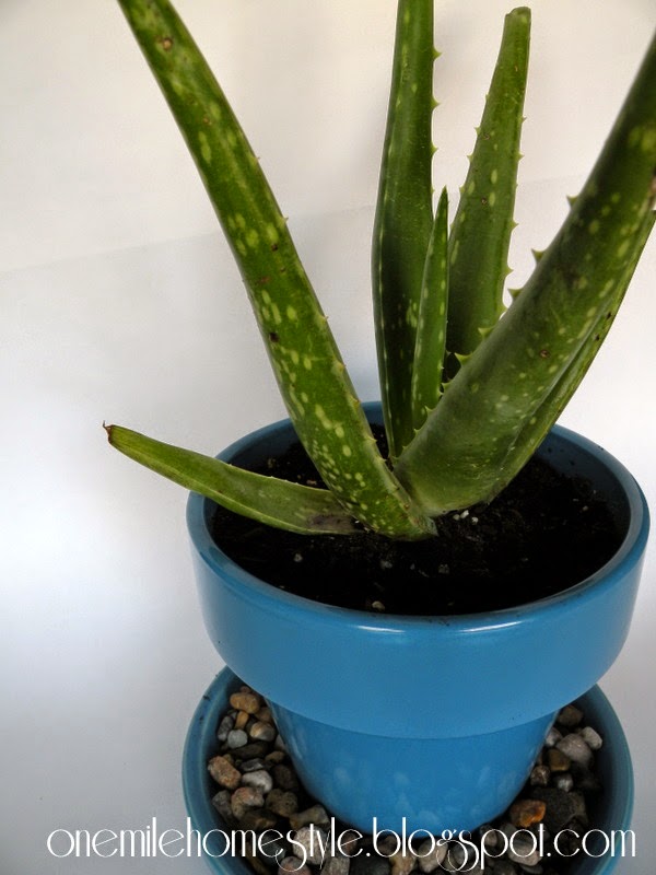 Aloe plant in a bright blue flower pot