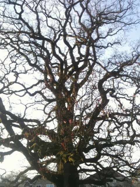 our mighty oak now leafless