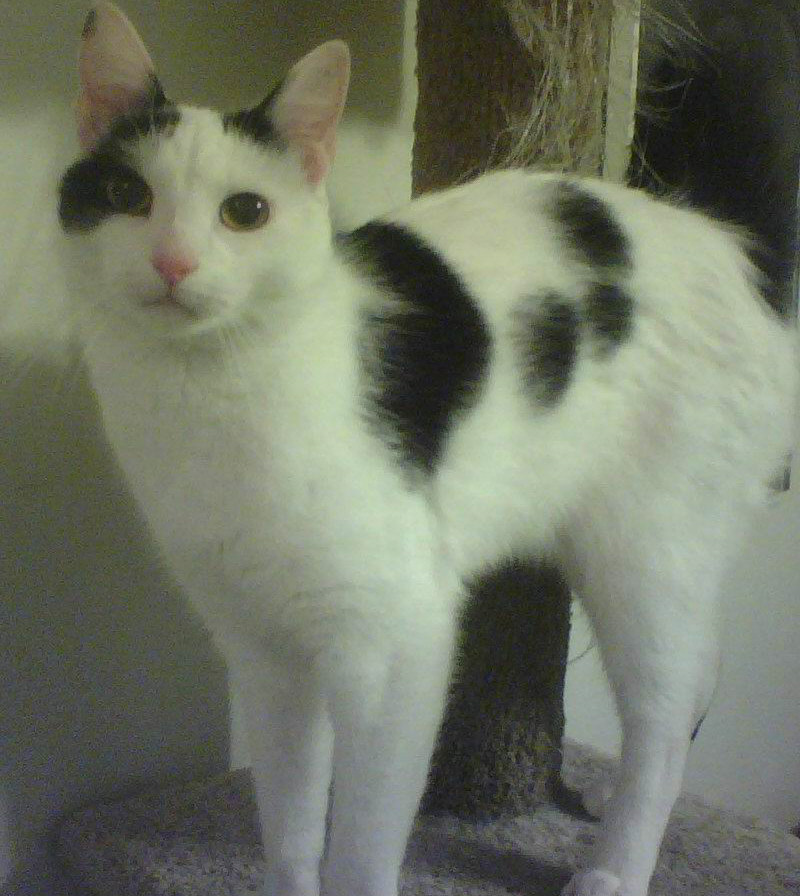 The Teacher's Pets Four Reasons Why Your Cat Won't Use His Litter Box