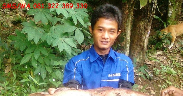 Master Umpan Ikan Lele - Toko Umpan Master Essen 100 % Asli Original