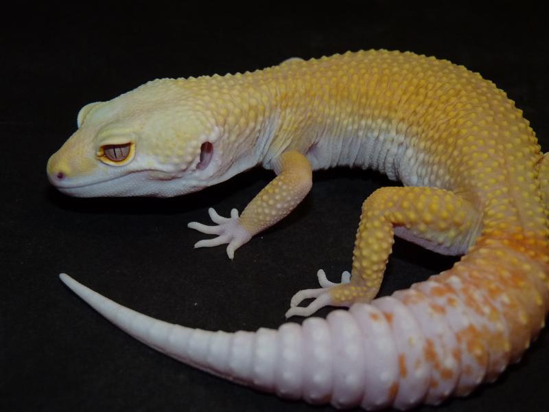 Perawatan dan Jenis Jenis Leopard Gecko.