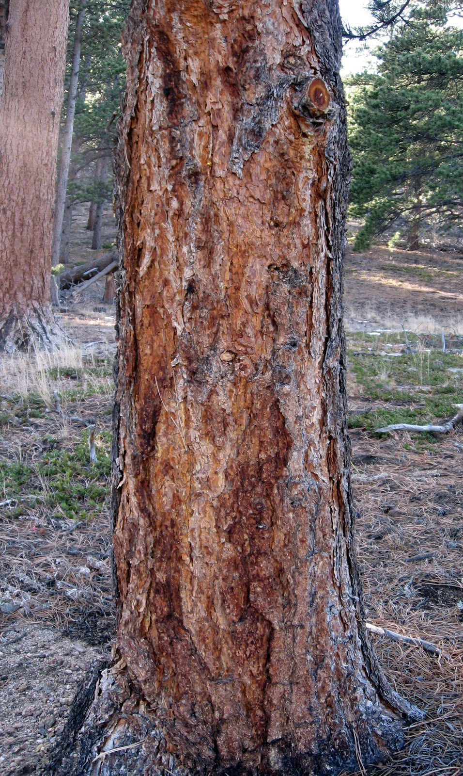 Rocky Mountain Bushcraft Rocky Mountain Tree Identification Ponderosa