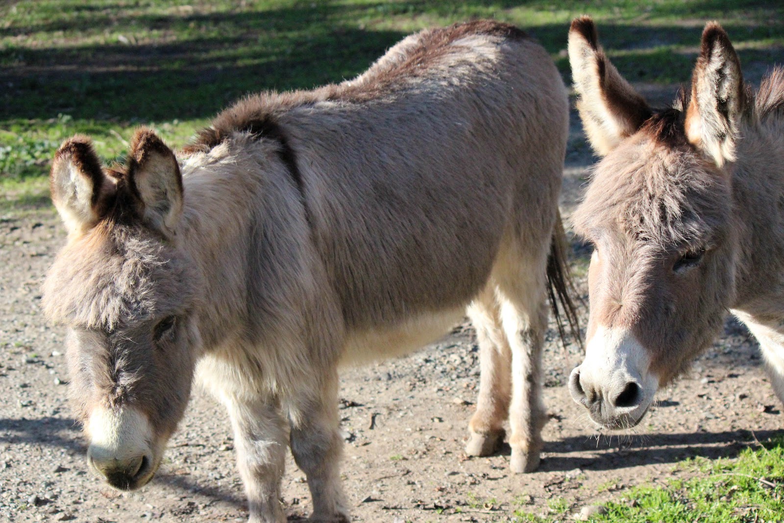 Do miniature donkeys mate for life? 