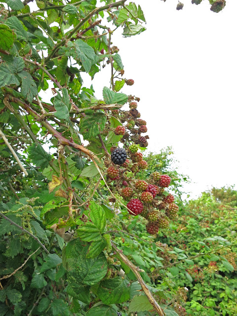 Blackberries Ripening