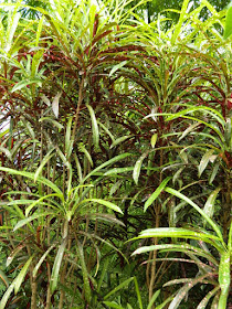 Narrow leaf croton Codiaeum Aureum-macalatum at Orchid World Barbados by garden muses-not another Toronto gardening blog