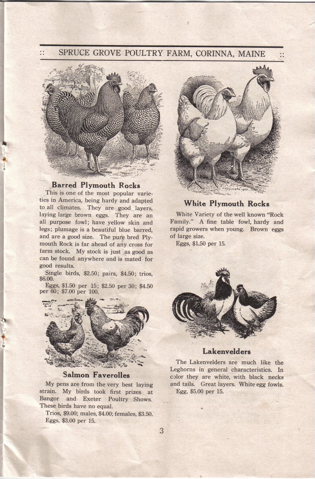chickenhistory SPRUCE GROVE POULTRY FARM CORINNA...MAINE1913.PART 1 of 2