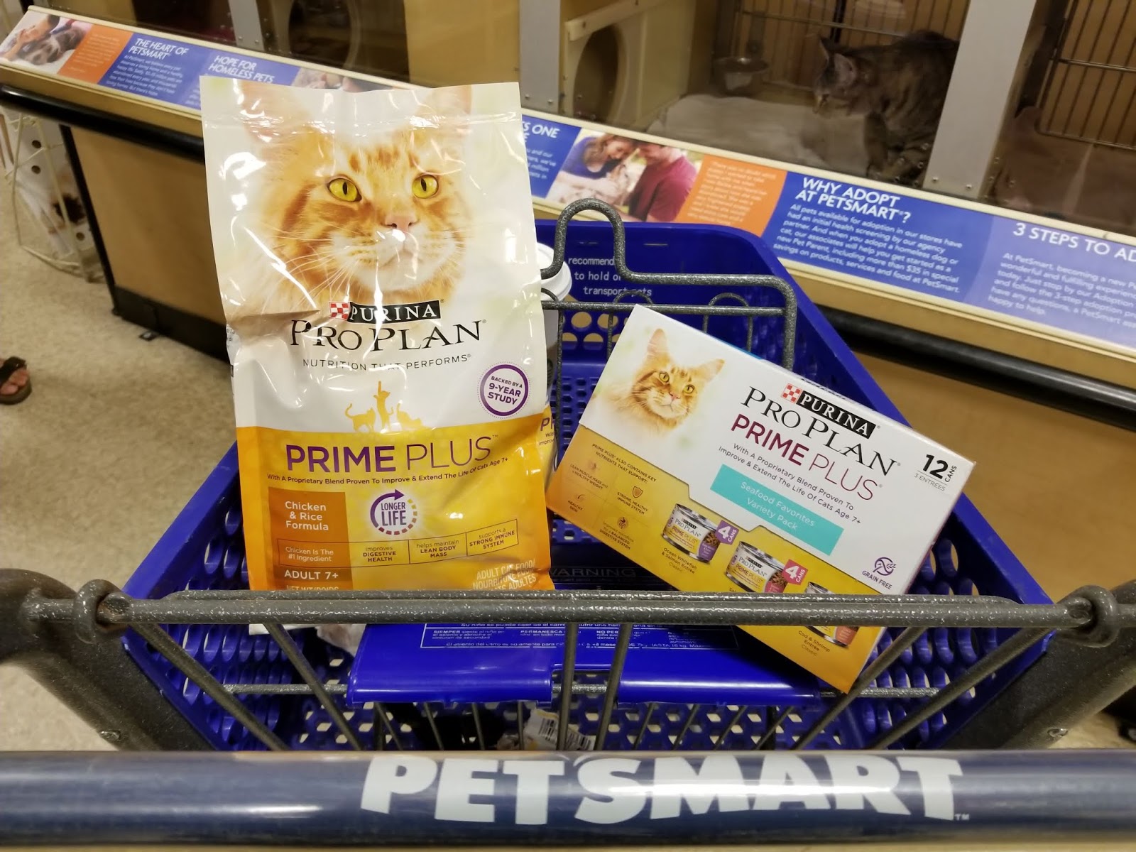 5 Ways To Keep Your Adult Cat Healthy Happy 5 Eyeliners And A Gloss