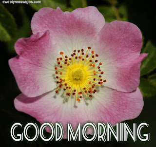 good morning image with flower