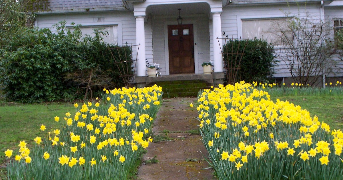 Crazy Daffodil House