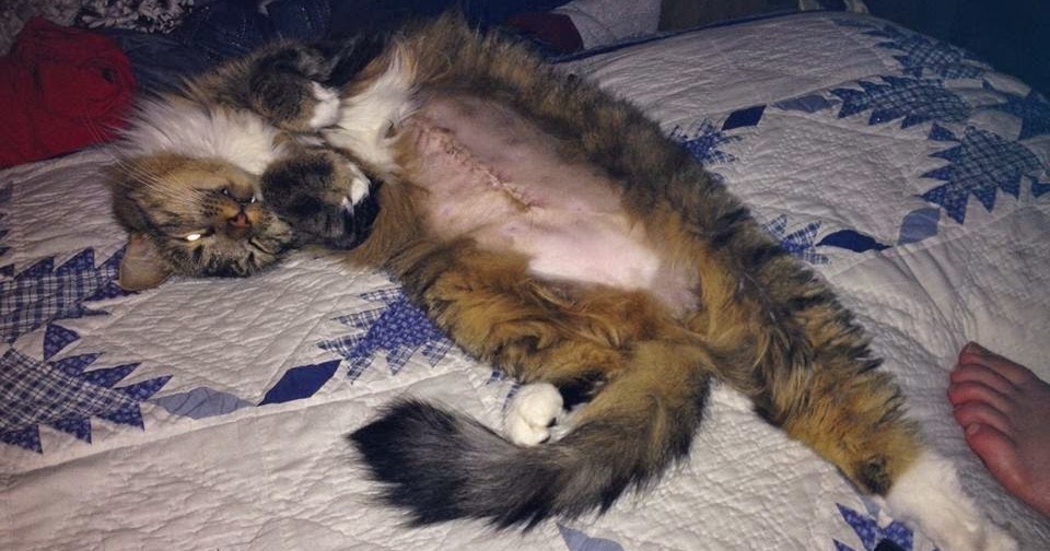 Switching Cat Food Diarrhea Switching Cat Food Diarrhea