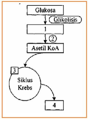 BIOLOGI GONZAGA: LATIHAN UJIAN KELAS XII 01