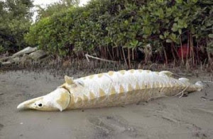 10 Ikan Langka Di Dunia Terancam Punah
