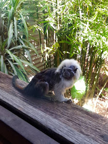 Australian Wild Monkey at Symbio Wildlife Park Sydney