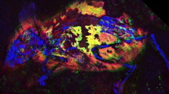 Científicos hallan un ratón “colorao” de hace 3 millones de años