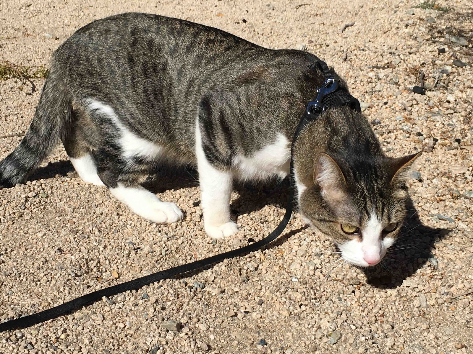 Cat Patches From Joshua Tree NP to Hemet, CA