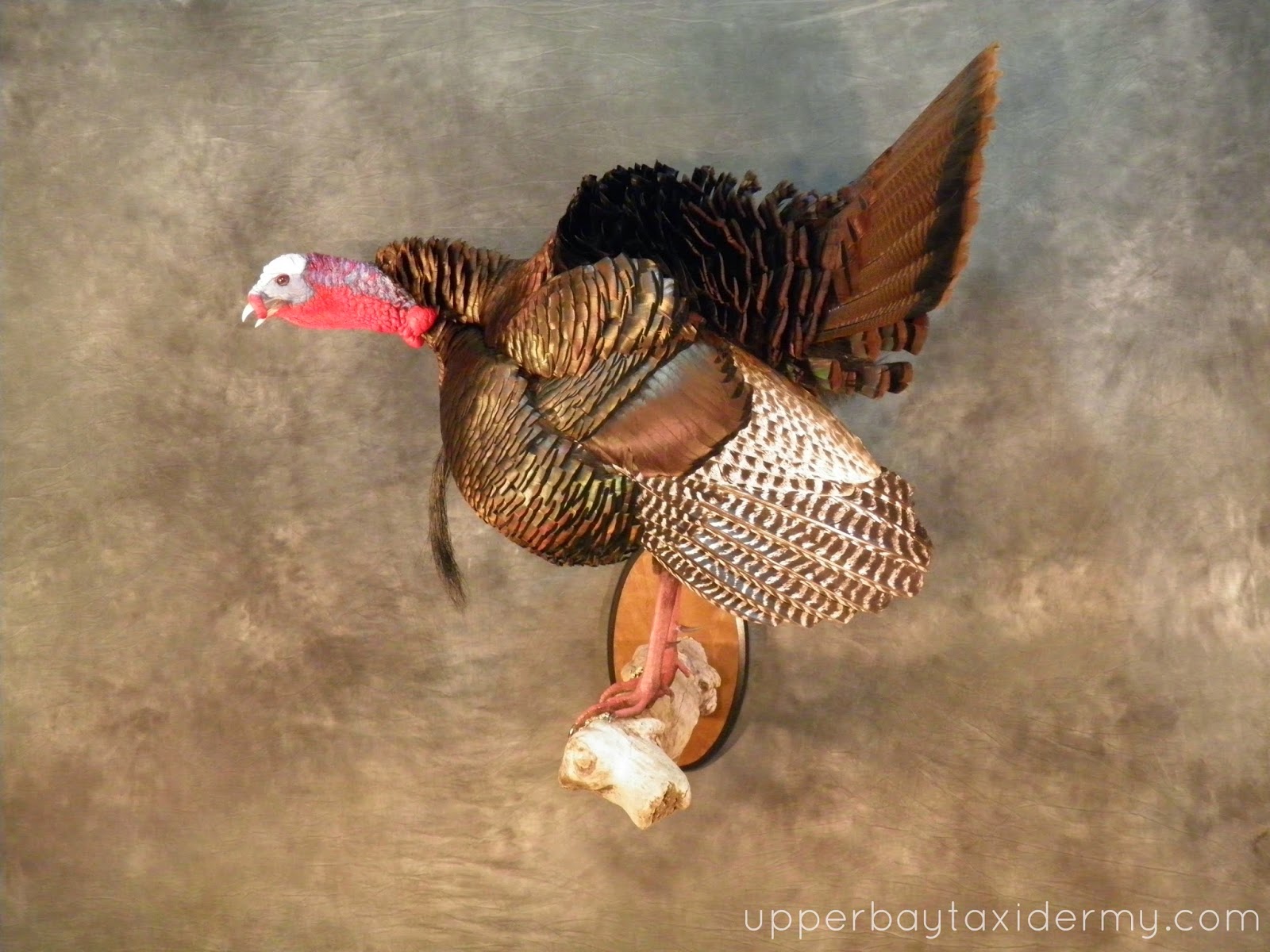 Upper Bay Taxidermy Mobile Gallery Turkey photos