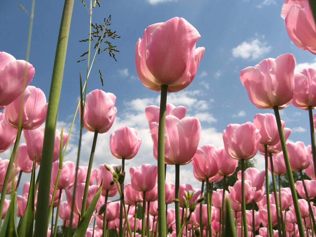 tulip+tulips+from+amsterdam+-913.jpg