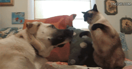 Super David Producciónes: Gifs de pelea de gatos v.s perros