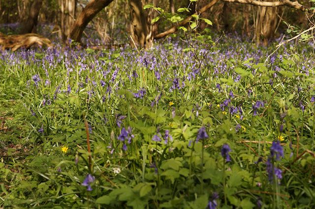 bluebells in the woods in Norfolk