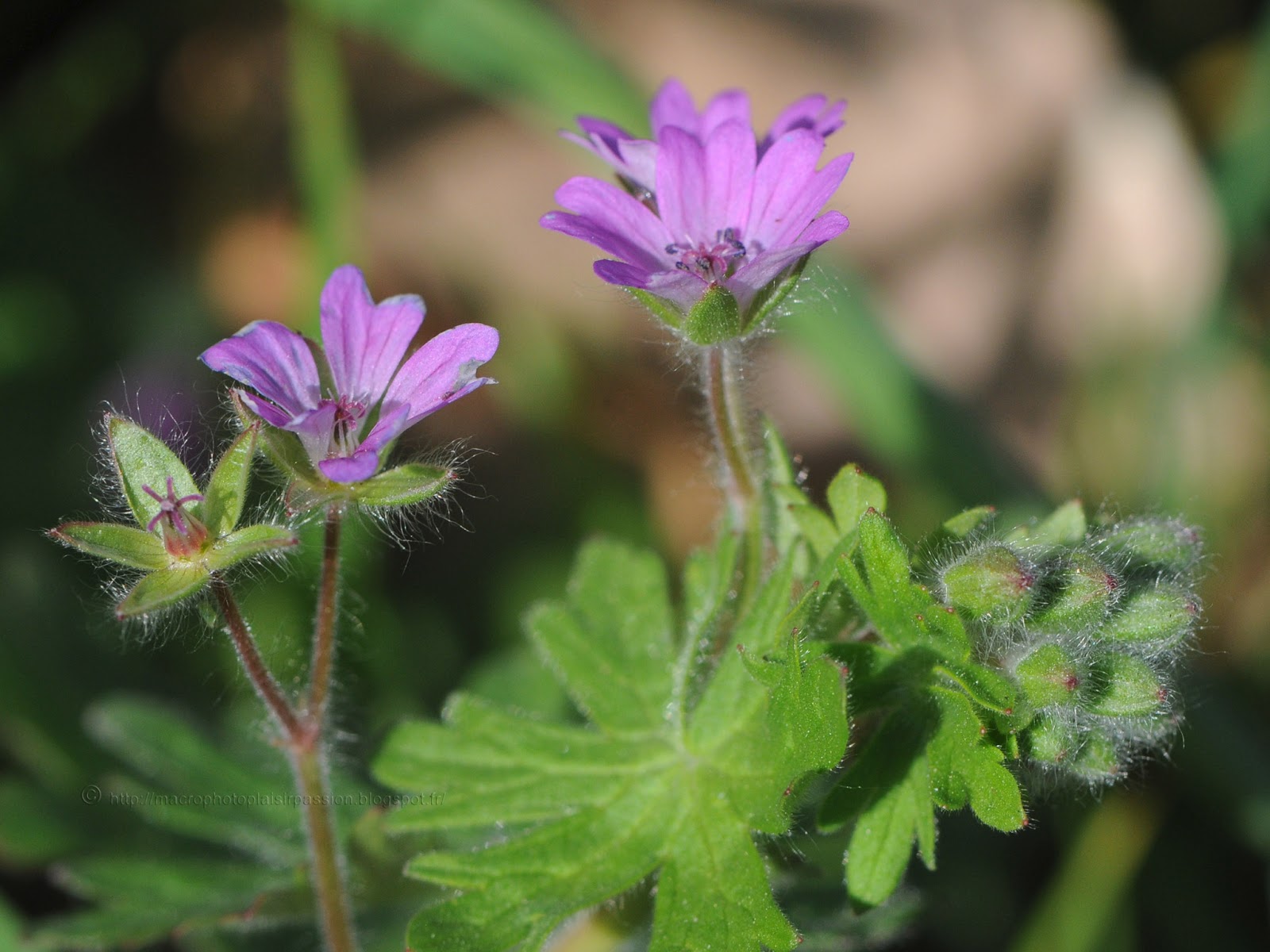 Macrophoto plaisir passion Géranium à feuille molle, Geranium molle