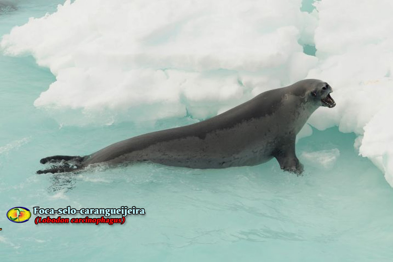 Zoologia Focaselocarangueijeira (Lobodon carcinophagus)