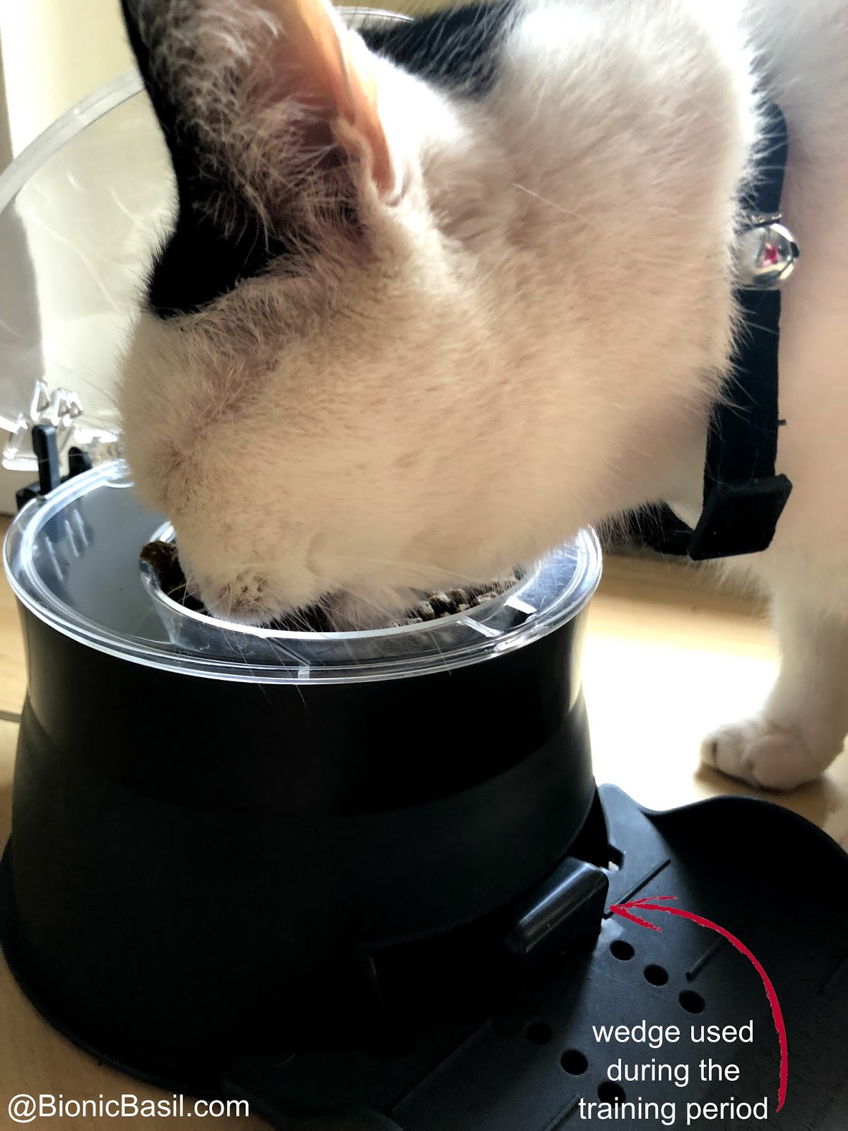 Pedaldish Dragons Den Cat Feeder Pedal Dish New Arrivals Cat Feeder