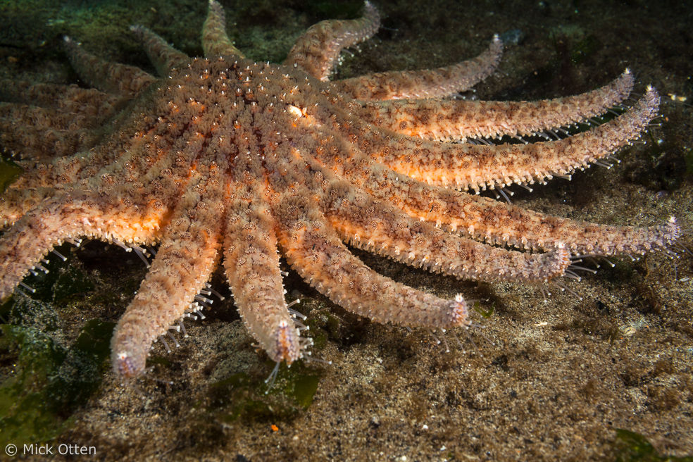 Mick's marine biology Sunflower star an amalgam of superlatives part 2