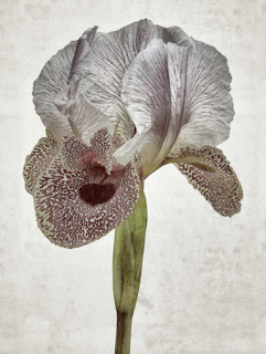 Iris Nazarena, ou quand l?iris passe à travers le prisme d?Aedes de Venustas.