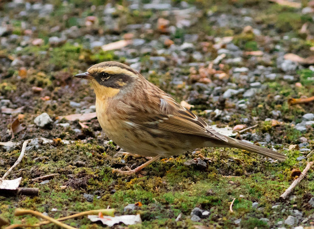 Siberian Accentor - Easington, Yorkshire