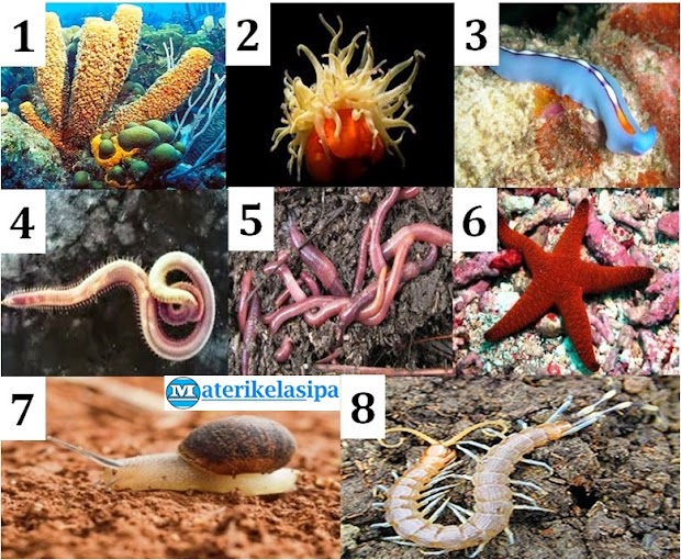 40 Koleksi Contoh Gambar Hewan Mollusca Gratis Terbaik