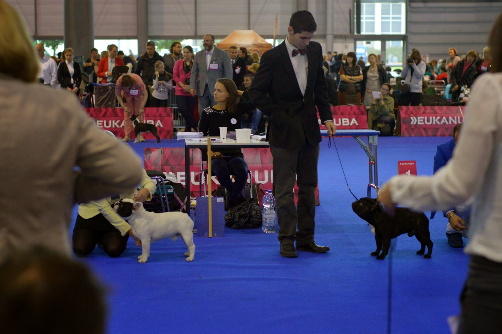 gatito Facturable deslealtad Выставки: EURO DOG SHOW 2014. French Bulldog. Junior male