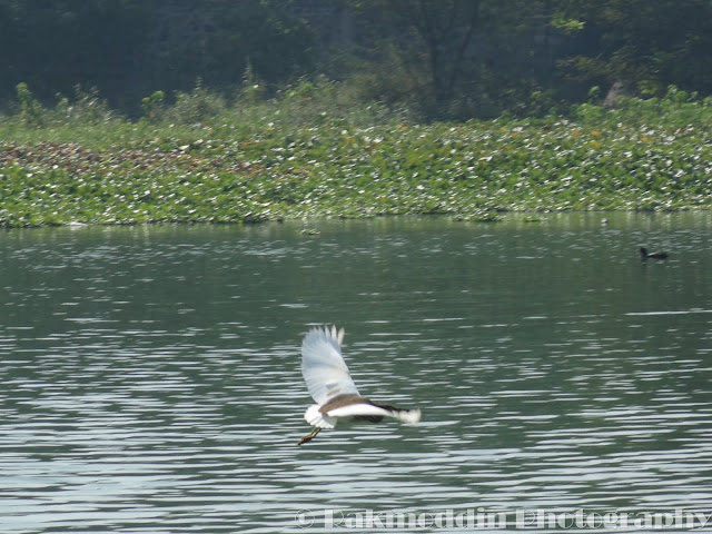 Pond Heron at Pashan Lake, Pune, Maharashtra, India