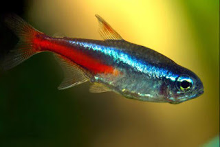 jenis-jenis ikan hias air tawar terindah jenis-jenis ikan hias air tawar terindah
