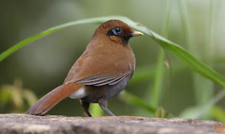 Burung Samho(Sambo)-Membahas tentang Makanan yang Dibutuhkan Burung Samho(Sambo)-Keunggulan Burung Samho(Sambo) dan Keunggulan Burung Samho(Sambo) Burung Samho(Sambo) yang bernamakan latin (Garrula Milleti) yang memiliki bulu yang berwarna coklat kekuningan berasal dari negara Cina, sering juga di sebut sambo. Suara jantannya seperti suara seruling.Pada era 1990-an, ada beberapa burung impor yang popular di arena lomba. Misalnya poksai hongkong, hwamei, pekin robin, dan samho. Yang disebut terakhir ini jarang diketahui kicaumania zaman sekarang. Samho termasuk dalam famili Leiothrichidae, atau masih berkerabat dekat dengan poksai hongkong, poksai jambul, robin, hwamei, dan pancawarna. Burung samho memiliki gaya unik dan kicauan merdu, tetapi sekarang menghilang dari peredaran, seolah ditelan zaman.Keberadaan burung samho saat ini ibarat hilang ditelan zaman. Padahal kalau burung ini masih bisa ditemukan di pasar-pasar burung seperti era 1990-an, tentu banyak diburu kicaumania terutama untuk dijadikan burung master. Di Eropa, burung samho justru berhasil dikembangbiakkan.   Makanan yang Dibutuhkan Burung Samho(Sambo)-Pakan alami burung samho adalah serangga, semut dan buah-buahan. Pakan utama burung samho adalah keong dan serangga seperti kumbang dan ulat. Burung ini juga menyukai berbagai jenis buah. Sama seperti spesies poksai lainnya, samho gemar mandi, bahkan bisa beberapa kali dalam sehari.  Keunggulan Burung Samho(Sambo) Kicaunya melengking indah Warna bulunya menarik Kelemahan Burung Samho(Sambo) Sulit untuk di jinakkan Karakternya tidak termasuk kriteria lomba kicau