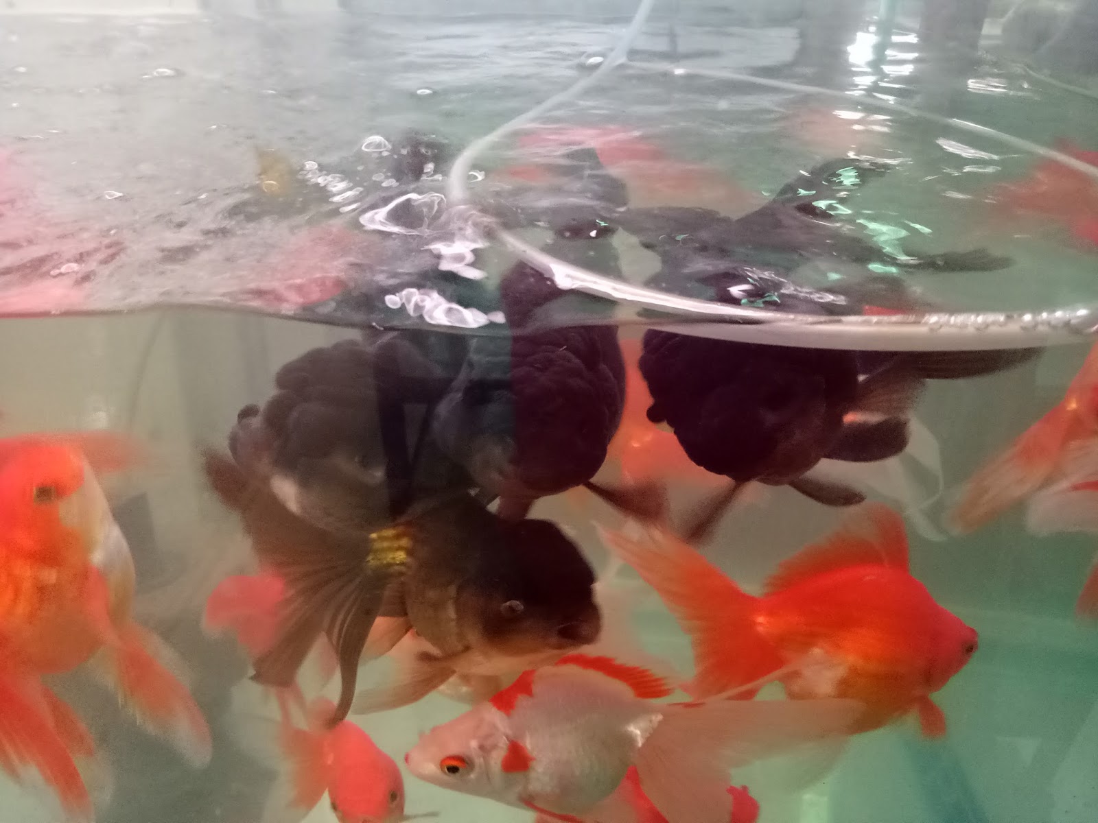 JOE'S AQUAWORLD FOR EXOTIC FISHES MUMBAI INDIA 9833898901 aquarium