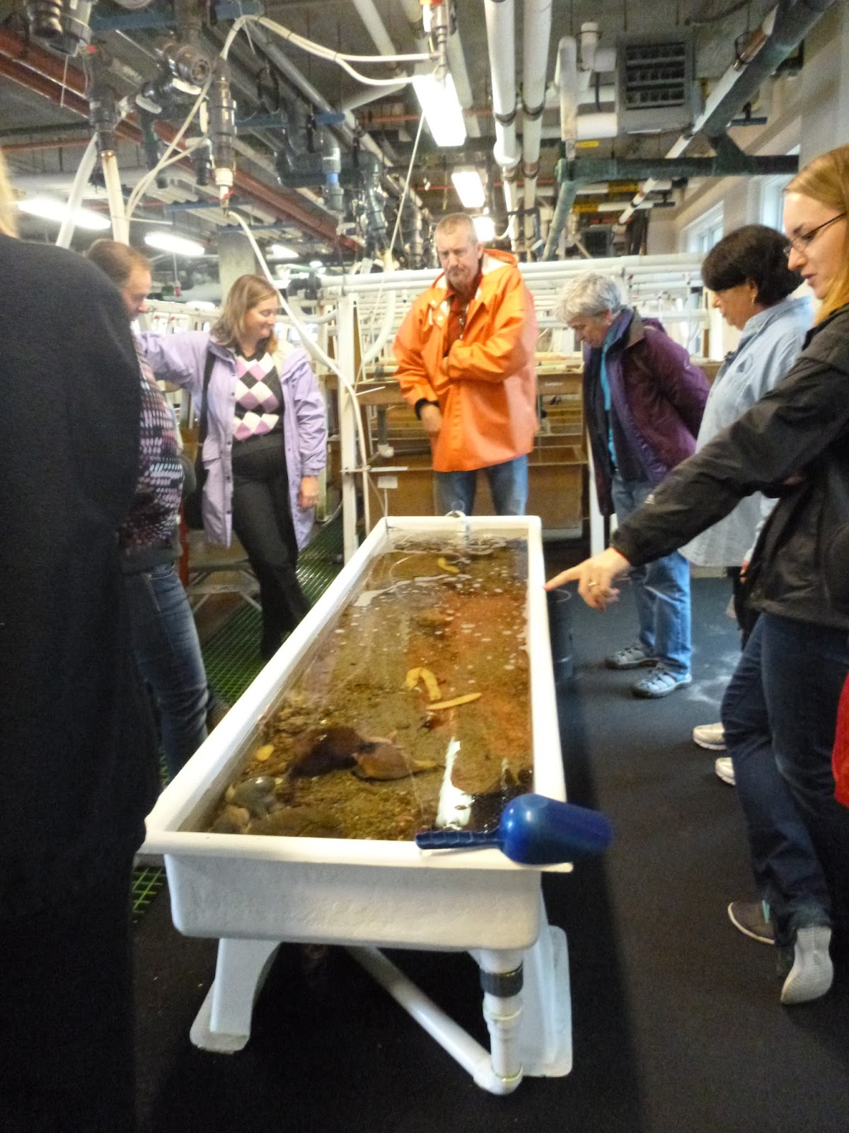 An Ocean Lover in Maine Disneyland for Marine Biologists (MBL's Marine