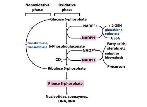 jalur pentosa fosfat